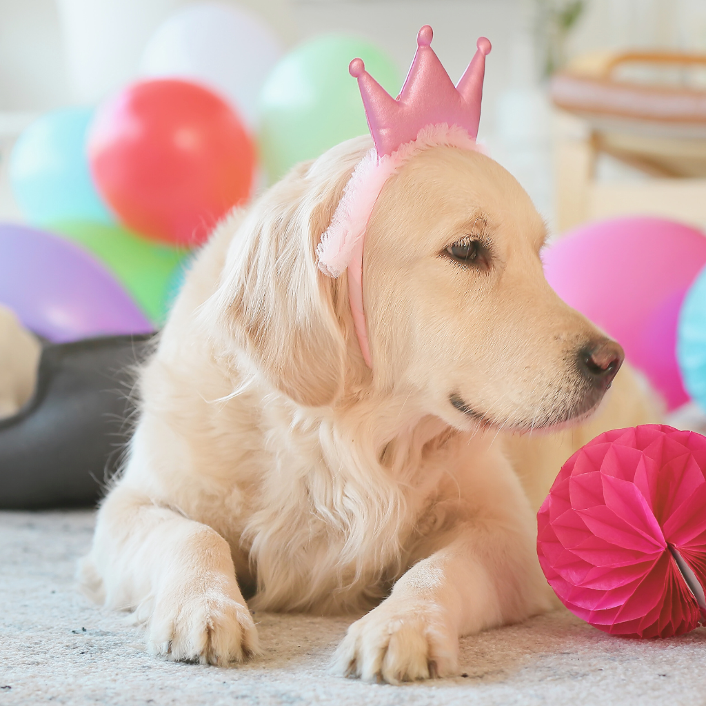 Close up of golden retriever with a pink birthday band on her head.