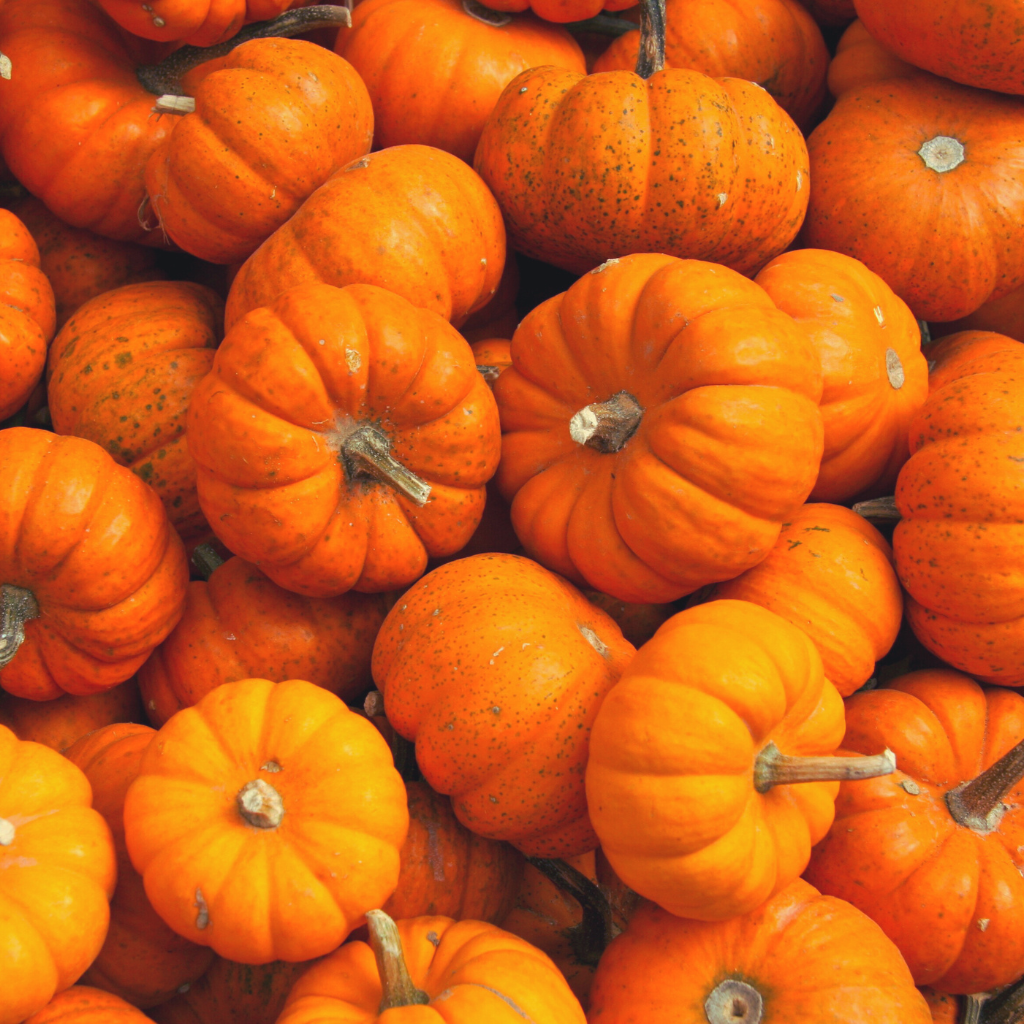 A closeup of mini pumpkins at a pumpkin patch for a fall date idea.